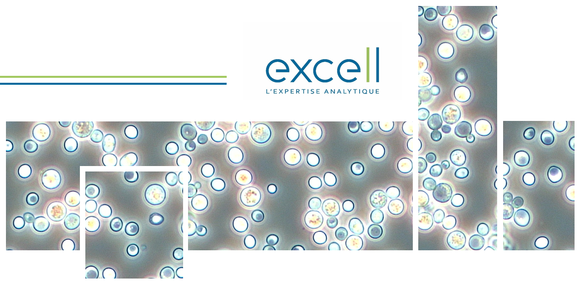 Azote et microorganismes, états des lieux et questionnements possibles sur de meilleurs équilibres à trouver