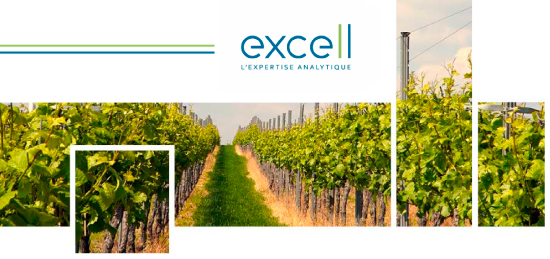 Vitalité biologique des sols viticoles