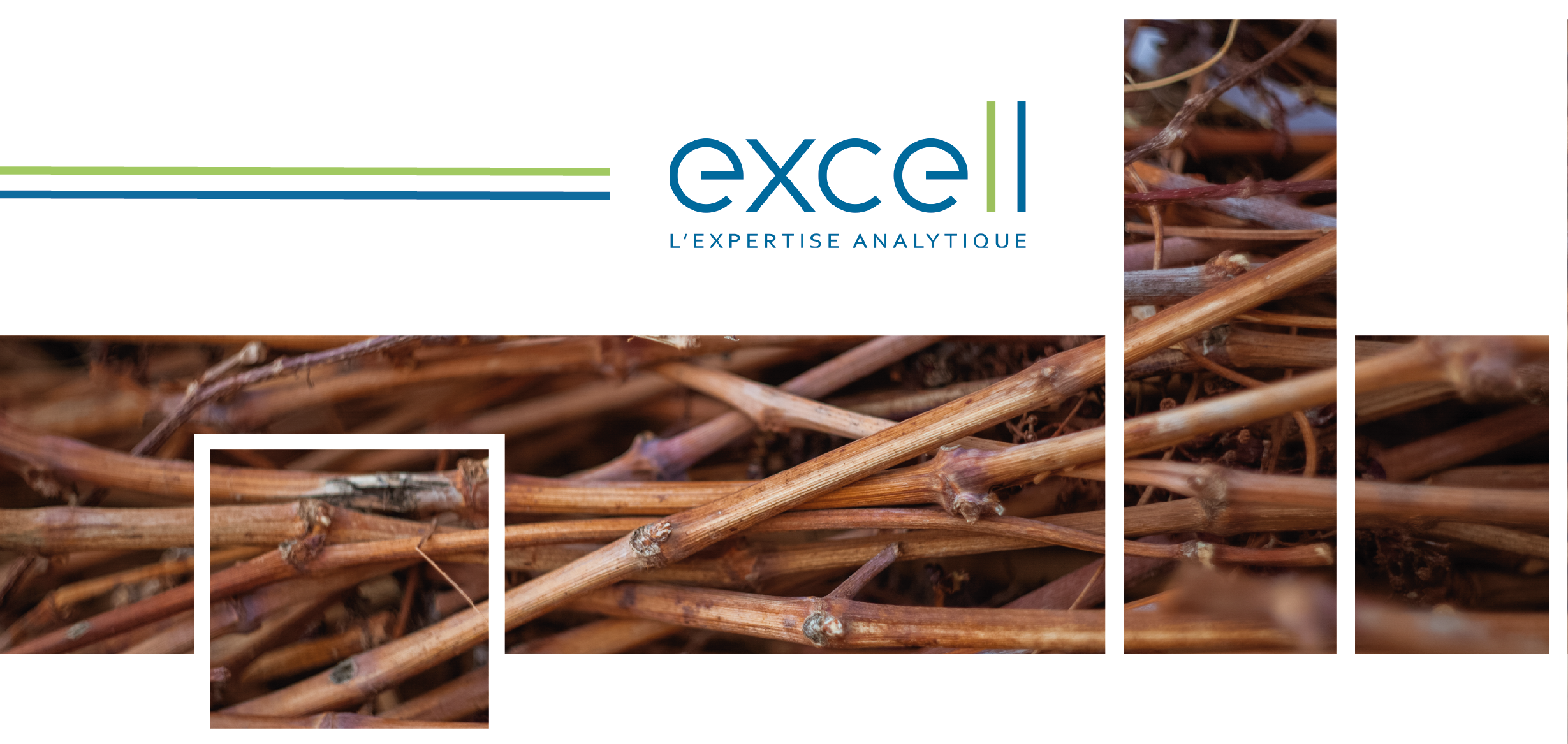 L’analyse de sarment : une première image de la campagne à venir