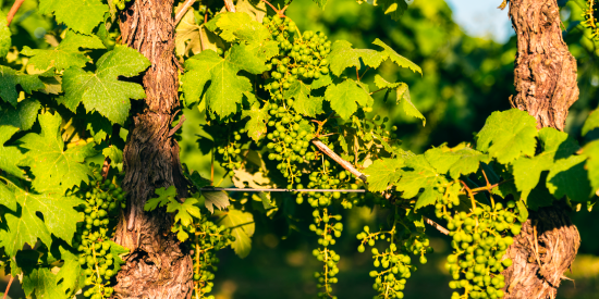 L’analyse foliaire au laboratoire Excell : comprendre la vigne post-floraison et à la véraison