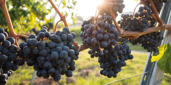 EN LIVE AVEC EXCELL #15