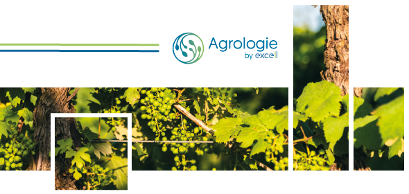 La mesure du δ15n : une nouvelle approche analytique au service de la nutrition azotée de la vigne