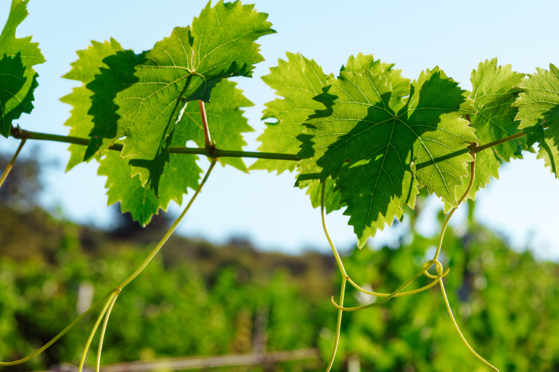 Podcast : Analyses foliaires au stade véraison